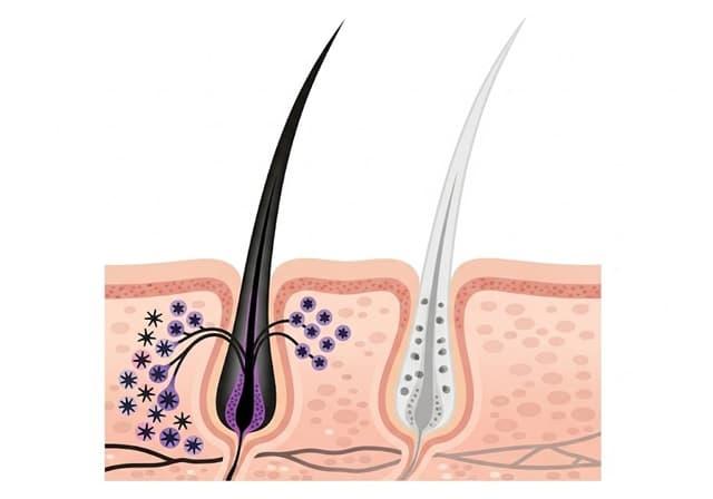そもそも白髪とは？